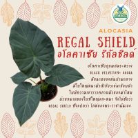 โปรแรง อโลคาเซีย รีกัล ชิลด์ : Alocasia Regal Shield เก็บเงินปลายทาง