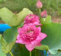 5 เมล็ด บัวนอก บัวนำเข้า บัวสายพันธุ์ ZHONGSHAN RED DUPLICATE LOTUS สีแดง สวยงาม ปลูกในสภาพอากาศประเทศไทยได้ ขยายพันธุ์ง่าย เมล็ดสด