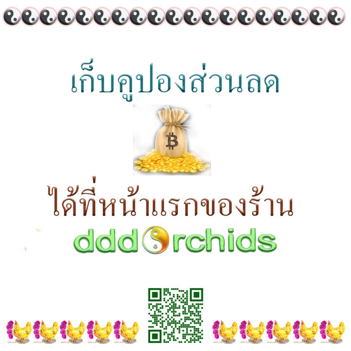 เมล็ดพันธุ์ผักบุ้งนาแดง-ตราสี่ทิศ-ขนาด-10-กรัม-1-ซอง-ร้าน-dddorchids