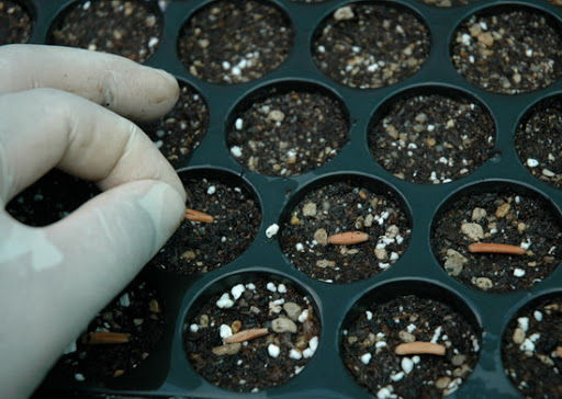 12-เมล็ด-เมล็ดพันธุ์-seeds-bonsai-ชวนชม-สายพันธุ์ไต้หวัน-ดอกสีส้ม-adenium-seed-กุหลาบทะเลทราย-desert-rose-ราชินีบอนไซ-อัตราการงอก-80-90-มีคู่มือปลูก