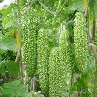 เมล็ดพันธุ์คุณภาพสูงในสต็อกในประเทศไทยเมล็ดอวบอ้วน มะระ Bitter Gourd Seeds Vegetable Seeds บรรจุ 50 เมล็ด เมล็ดอวบอ้วนผั  [ไม่ใช่พืช! เป็นเมล็ดพันธุ์] [คลังสินค้าจุด][ขายตรงจากโรงงาน][ของแท้อย่างเป็นทางการ][โปรโมชั่นลดราคา][50 เมล็ดพันธุ์][เมล็ดผลไม้][เมล