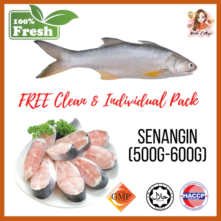 Threadfin/Senangin/Ma Ya0 Whole Fish 500g700g (Fresh Frozen）[Free
