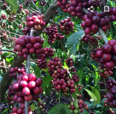 กาแฟอาราบีก้า(arabica coffee)ขนาด35-40(1ชุด3ต้น)