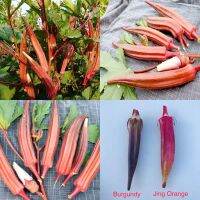 15 เมล็ด กะเจี๊ยบ จิงออเร้นจ์ - Jing Orange Okra (ฝักสีแดงสด สวยงาม ผลดก)