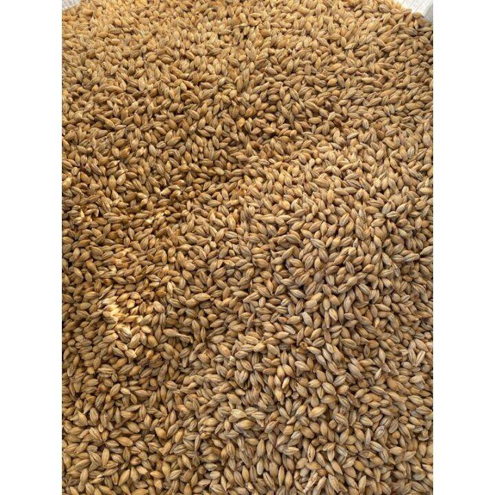 1KG Cat Grass / Pure barley seeds / Pure wheat grass Lazada PH