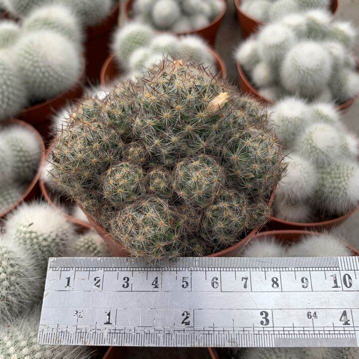 plants-center-พร้อมส่ง-songxia-กระบองเพชรไม้ลำ-แคคตัส-cactus-mammillaria-prohjera-seeding-ไม้ชำหน่อ-7-9cm