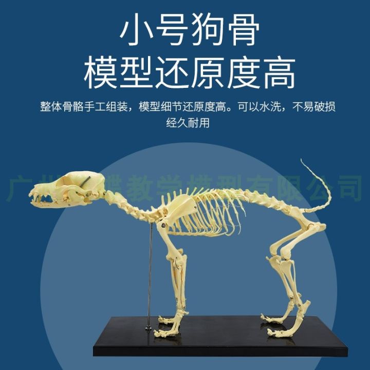 pet-orthopaedics-instrument-dog-cat-dog-dog-bone-specimens-of-animal-model-teaching-skeleton-bone-bone-model