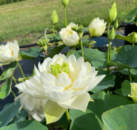 5 เมล็ดพันธุ์ บัว สายพันธุ์ WHITE PHOENIX LOTUS สีขาว เพาะปลูกและเก็บเมล็ดในไทย ขยายพันธุ์ในไทยได้ สายพันธุ์นิยมปลูกในอเมริกา