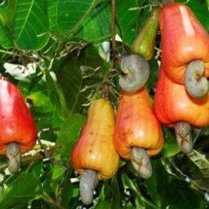 pohon jambu monyet