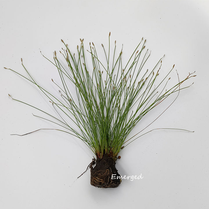 Aquatic plant Giant Hairgrass (Eleocharis montevidensis)-emerged | Lazada