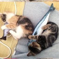 〖Love pets〗 Simulation Fish Cat Toys Soft Plush Catnip Toy Interactive Cat Toys Gifts Funny 3D Fish Shape Doll Pet Supplies