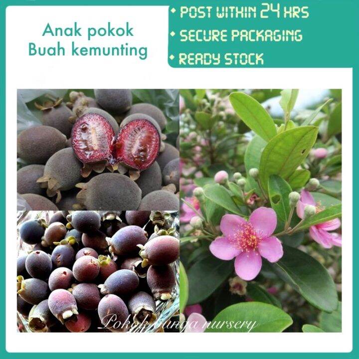 PBN - anak pokok kemunting - pokok bunga nursery rose myrtle ...