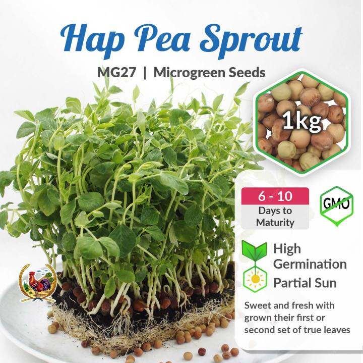 SkySprouts Pea Shoot Seeds - Organic 1kg Sprouts Serge Microgreens