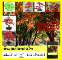 เมเปิ้ลบอนไซ เมเปิลมังกรไฟ - Acer truncatum 10 เมล็ด