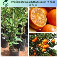 [ทาบกิ่ง] ต้นส้มแมนดารินไร้เมล็ดพันธุ์แท้ F1 ต้นสูง 50-70 ซม. ต้นกล้านำเข้ามาตรฐานสูงเหมาะกับอากาศเมืองไทย