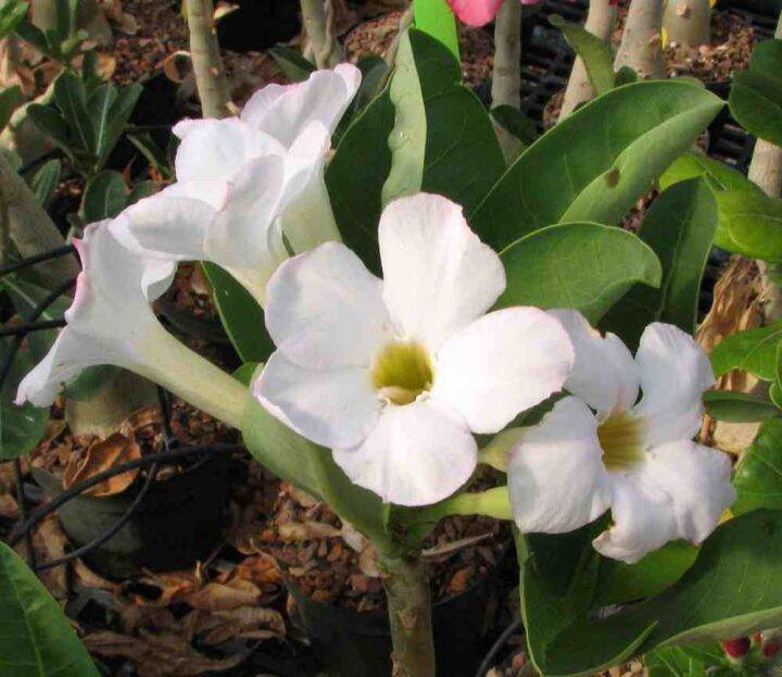 10-เมล็ด-เมล็ดพันธุ์-ชวนชม-สายพันธุ์ไต้หวัน-สีขาว-adenium-seeds-กุหลาบทะเลทราย-bonsai-desert-rose-ราชินีบอนไซ-มีคู่มือปลูก-นำเข้าจากไต้หวัน