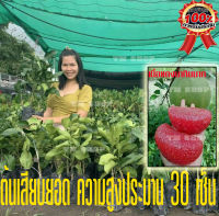 พันธุ์ส้มโอทับทิมสยาม พร้อมปลูก ขนาดต้น 30-40 cm. (ของมีพร้อมส่ง) ต้นพันธ์ุทุกต้นแข็งแรงดี ถ่ายจากสินค้าจริง