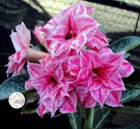 11 เมล็ด เมล็ดพันธุ์ ชวนชม สายพันธุ์ไต้หวัน สีแดง Adenium seed. กุหลาบทะเลทราย Desert Rose ราชินีบอนไซ นำเข้าจากไต้หวัน