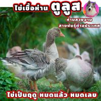 ไข่เชื้อห่านตูลูส(โทเลาซ์) 1 ใบ ไม่มีประกัน สำหรับฟัก ห่านสวยงามสายพันธุ์นำเข้า ตัวใหญ่  ไข่เป็นฤดู หมดแล้วหมดเลย ต้องรอปีละ 1 ครั้ง