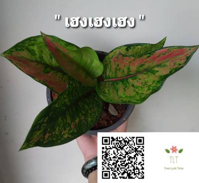 ต้นเฮงเฮงเฮง(Aglaonema sp. ‘Heng Heng Heng’) เฮงเฮงเฮง ไม้ประดับและไม้มงคล_บรรจุขนาด6"