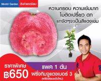 ฝรั่งกิมจูแดงเบอร์3 ตัวใหม่...(แพค1ต้น)...หวานเข้ม  กรอบ อร่อย แก่จัดสีแดงเข้ม แดงที่สุด ความสูง 60-70 cm ปลูก 5-8เดือนติดลูกห่อผลได้ เสียบสั้นเลี้ยงนาน 3เดือน (ซื้อ3แถม1ต้น)ของมีพร้อมส่ง