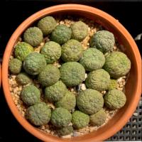 โปรโมชั่น ขายแคคตัสคางคก แคคตัส Pseudolithos migiurtinus (สอบถามก่อนสั่งซื้อค่ะ) ราคาถูก  แคคตัส กระบองเพรช ตะบองเพรช ไม้จิ๋ว ไม้ตั้งโต๊ะทำงาน ไม้ประดับ ไม้มงคล ไม้ดอก