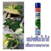 HOT** CHRYSAL สเปรย์ฉีดใบไม้ เพิ่มความเงางาม คริสซอล รุ่นใหม่ล่าสุด เพิ่มปริมาณ 25% ฉีดครั้งเดียวติดทน ส่งด่วนไม่ต้องฉีดซ้ำ ส่งด่วน ก็ อก ซัน ว่า วาว ก็ อก น้ำ ก็ อก ติด ผนัง ต่อ ก็ อก น้ำ