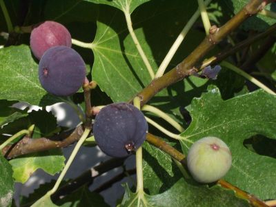 10 เมล็ด เมล็ดมะเดื่อฝรั่ง Figs สายพันธุ์ MysteryX (มาเสตอรี่เอ๊ก) ของแท้ 100% มะเดื่อฝรั่ง หรือ ลูกฟิก (Fig) อัตรางอกสูง 70-80% Figs seeds มีคู่มือวิธีปลูก