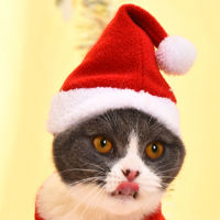 Douyin Online Influencer Pet Cat Bunny Ears Headgear Warm Hat Cute Funny Photography Headdress