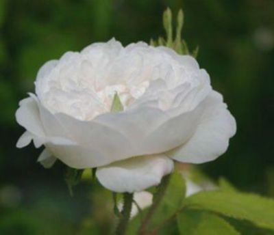 30 เมล็ด เมล็ดพันธุ์ กุหลาบมอญ สีขาว Rose Seeds ดอกใหญ่ ดอกหอม นำเข้าจากต่างประเทศ พร้อมคู่มือ เมล็ดสด ใหม่