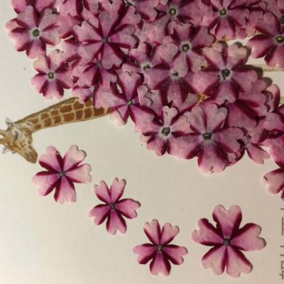 [AYIQ Flower Shop] 30ชิ้นดอกไม้ Verbena Hortensis ทับแห้งสำหรับทำเครื่องประดับคั่นภาพโปสการ์ดทำกรอบเคสโทรศัพท์ทำเครื่องประดับ DIY งานฝีมือ