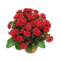 30 เมล็ดพันธุ์ Bonsai เมล็ด กุหลาบหินดอกซ้อน ไม้อวบน้ำ กุหลาบหิน Kalanchoe blossfeldiana Seed อัตราการงอกของเมล็ด 80-85%