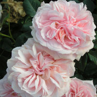 20 เมล็ด กุหลาบ นำเข้า Modern Bush Rose Seeds สายพันธุ์ Joie de Vivre ดอกไม้สีชมพู