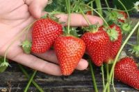 เมล็ดพันธุ์ Strawberry Seed สายพันธุ์ Selva 50 เมล็ด เมล็ดพันธุ์นำเข้าจาก ยุโรป