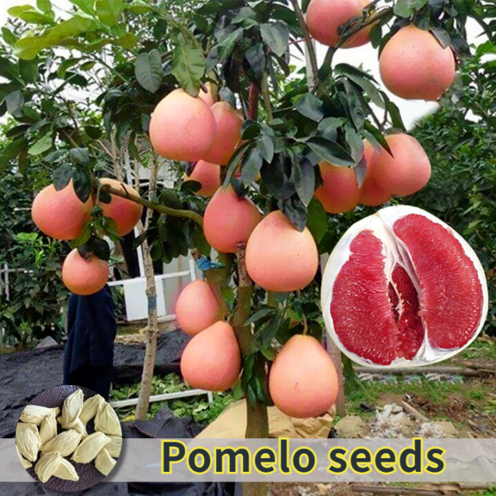 [Fast Germination] Fresh Pomelo Seeds for Planting (25 Seeds) Fruit
