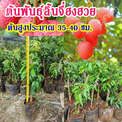 1 ต้น ต้นลิ้นจี่ฮงฮวย เปลือกบาง ผิวสีแดงปนชมพู เนื้อสีขาวขุ่น รสหวานอมเปรี้ยวเล็กน้อย ต้นพันธุ์เป็นกิ่งตอน สูง 30-40 ซม.สินค้าพร้อมส่ง