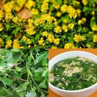 70+ เมล็ด เก๊กฮวยป่าสีเหลือง (มีรสชาติขมกว่า ชาวจีนนิยมใช้ดอกแห้งทำชา และยอดอ่อนนำมาทำอาหารได้ เนื่องจากมีสรรพคุณทางยา)