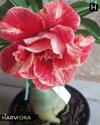 10-เมล็ด-เมล็ดพันธุ์-ชวนชม-สายพันธุ์ไต้หวัน-สีส้ม-adenium-seed-กุหลาบทะเลทราย-desert-rose-ราชินีบอนไซ-มีคู่มือปลูก-นำเข้าจากไต้หวัน