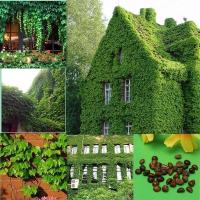 ชุดพร้อมปลูก ต้นไม้เลื้อย บอสตันไอวี่ 50 เมล็ด (boston ivy/ creepers)Climbing Plant ไม้เลื้อย ต้นไม้มงคล ต้นไม้ประดับ ต้นไม้ฟอกอากาศ พันธุ์ดอกไม้ ไม้ประดับ ผักสวนครัว บัวบกโขด การตกแต่งสวนการตกแต่งผนังภายนอกพืชเลื้อย