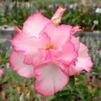 10 เมล็ดพันธุ์ ชวนชม สายพันธุ์ไต้หวัน สีชมพู Adenium Seeds กุหลาบทะเลทราย Desert Rose ราชินีบอนไซ มีคู่มือปลูก นำเข้าจากไต้หวัน