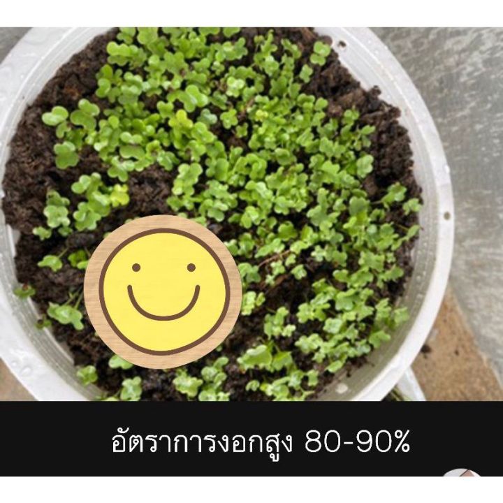 เมล็ดพันธุ์ผัก-บรรจุซองซิป-ซื้อ-10-แถม-1-คละได้-ชุดที่-2