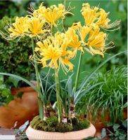 หัวลิลลี่แมงมุมสีเหลือง (ฮิกังบานะ) - Yellow Spider Lily (Lycoris Radiata) 1 หัว