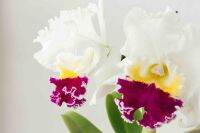 30 เมล็ดพันธุ์ Seeds เมล็ดกล้วยไม้ แคทลียา (Cattleya Orchids) Orchid flower seeds อัตราการงอก 80-85%