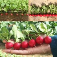 แรดิชเชอรี่ เมล็ดพันธุ์ 60-80 เมล็ด (Cherry Belle Radish Seeds) 4.7