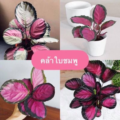 ราคาพิเศษ คล้าใบชมพู คิมสัน (Calathea) ต้นนี้สีสวยมากกก กระถาง5นิ้ว ส่งไว ต้นไม้ ต้นไม้ประดับ ต้นไม้ฟอกอากาศ ไม้ด่าง