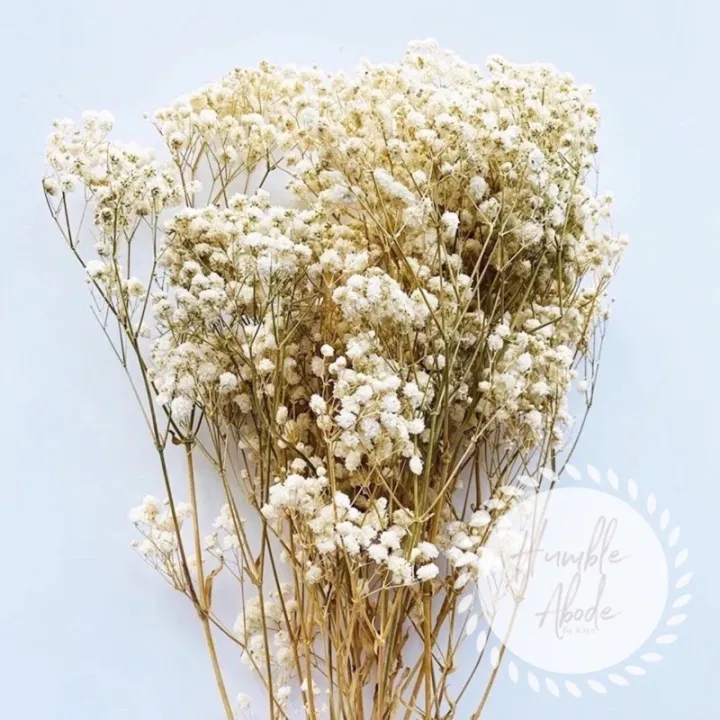 dried flowers Dried Flower | Dried Gypsophila | Babys Breath☆ | Lazada PH