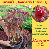 ชบาเมเปิ้ล (Cranberry Hibiscus) ในกระถาง 10 นิ้ว มีสรรพคุณทางยา
 บรรเทาโรคเกี่ยวกับไตและเบาหวาน บำรุงผิวพรรณ