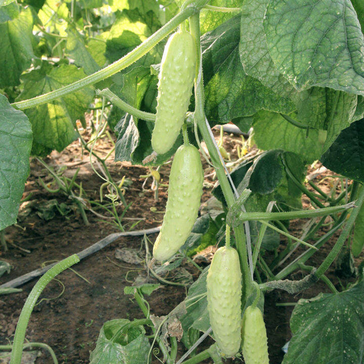 เมล็ดแตงกวาขาว-30เมล็ด-แตงกวาสีขาว-white-cucumber-seeds