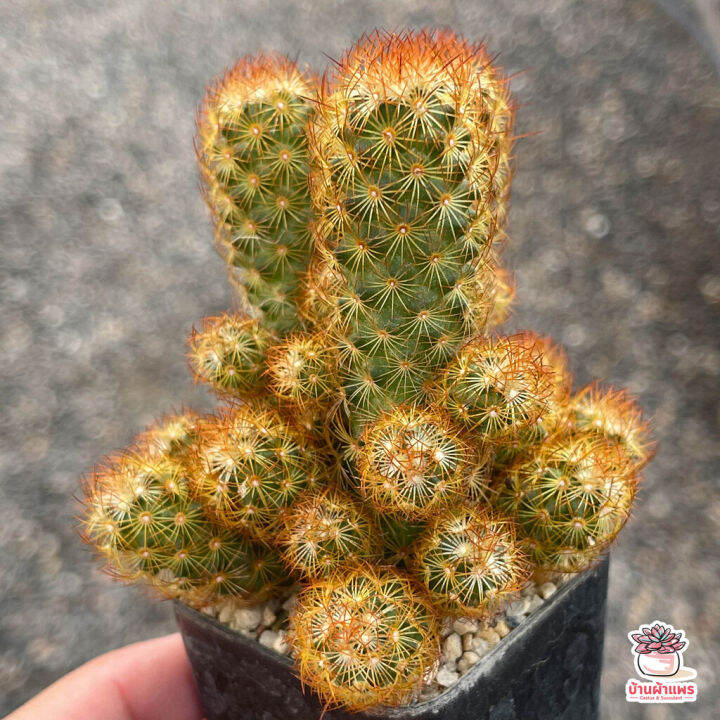 hot-นิ้วนาค-ไซส์เล็ก-mammillaria-elongata-แคคตัส-เพชร-cactus-amp-succulent-ส่งด่วน-พรรณ-ไม้-น้ำ-พรรณ-ไม้-ทุก-ชนิด-พรรณ-ไม้-น้ำ-สวยงาม-พรรณ-ไม้-มงคล