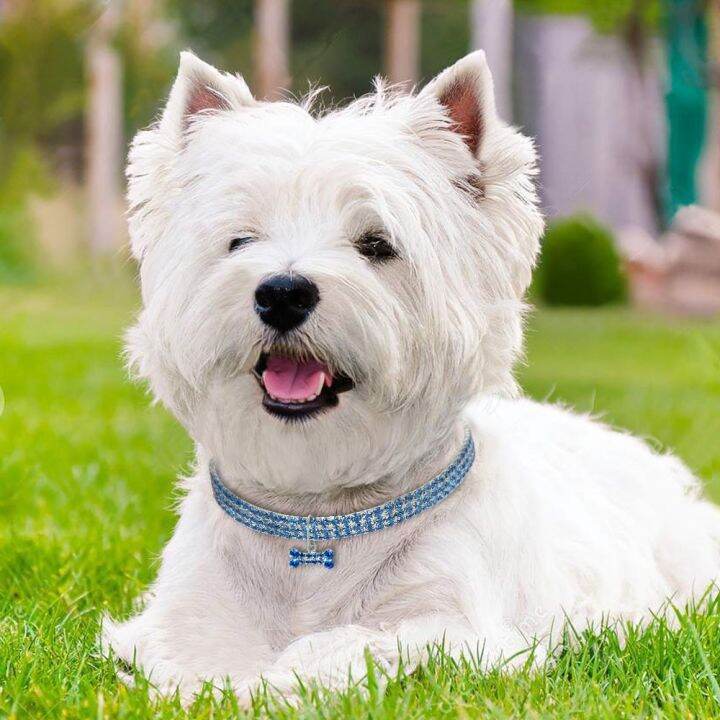 pets-baby-สายจูงปลอกคอสุนัขสัตว์เลี้ยงลูกสุนัขชิวาวาคริสตัลปลอกคอสุนัขประดับพลอยเทียมเป็นประกายสำหรับสุนัขขนาดเล็กและขนาดกลางอุปกรณ์เสริมมาสคอตสีชมพูเข้ม